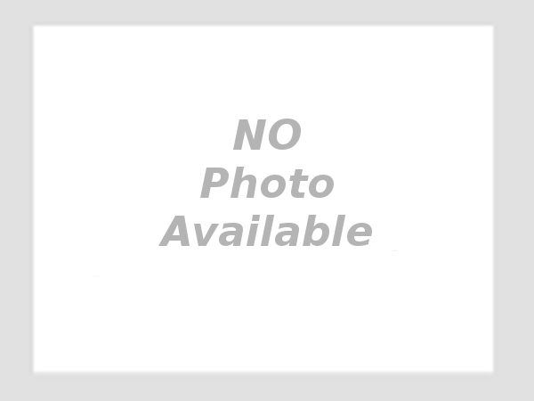 Protection Dog Sales Executive, Family & Personal Protection Dogs for Sale